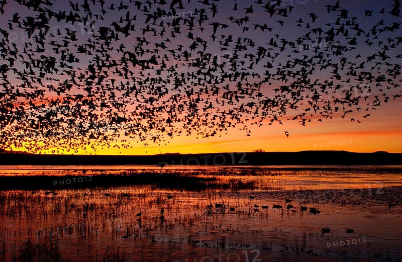 Snow goose