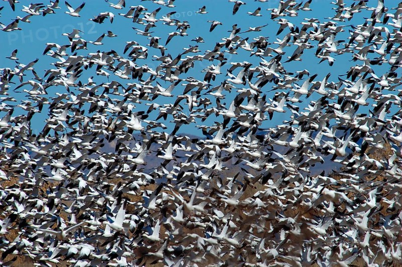 Snow goose