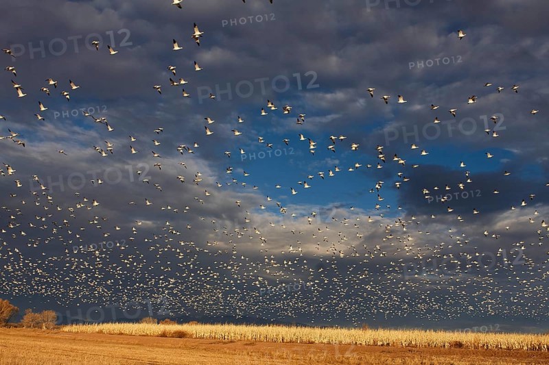 Flock of snow goose