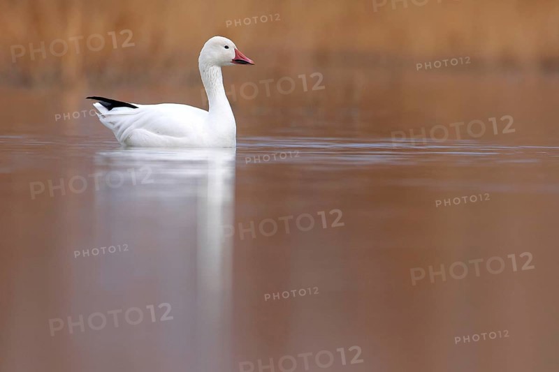 Snow goose