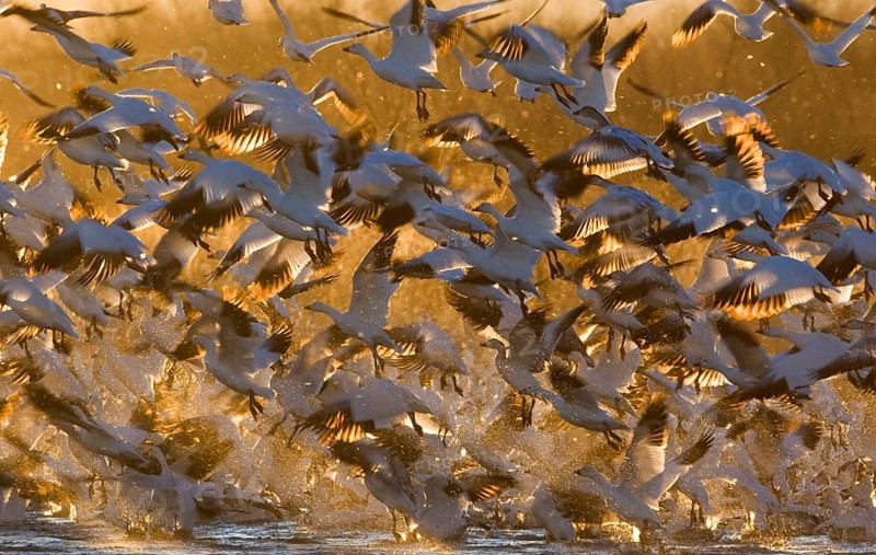 Snow Goose
