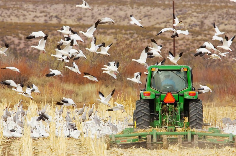 Flock of snow goose