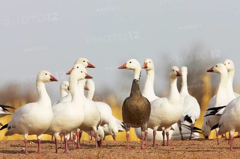 Snow goose