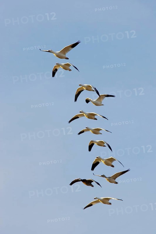 Snow goose