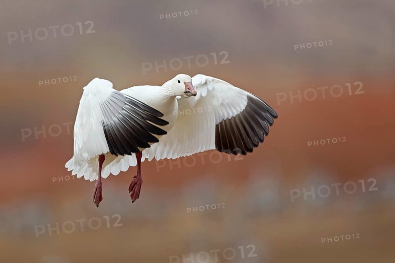 Snow Goose