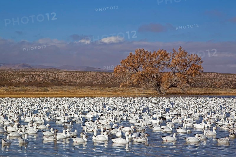 Snow Goose