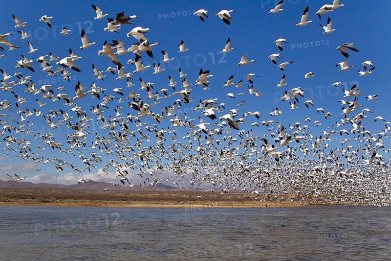 Snow Goose