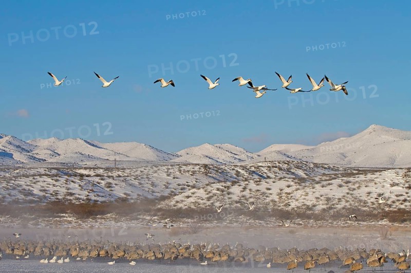 Snow Goose