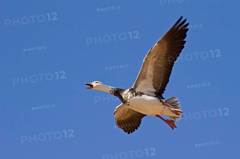 Snow Goose