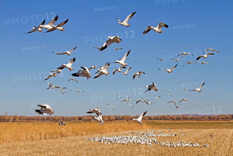Snow Goose