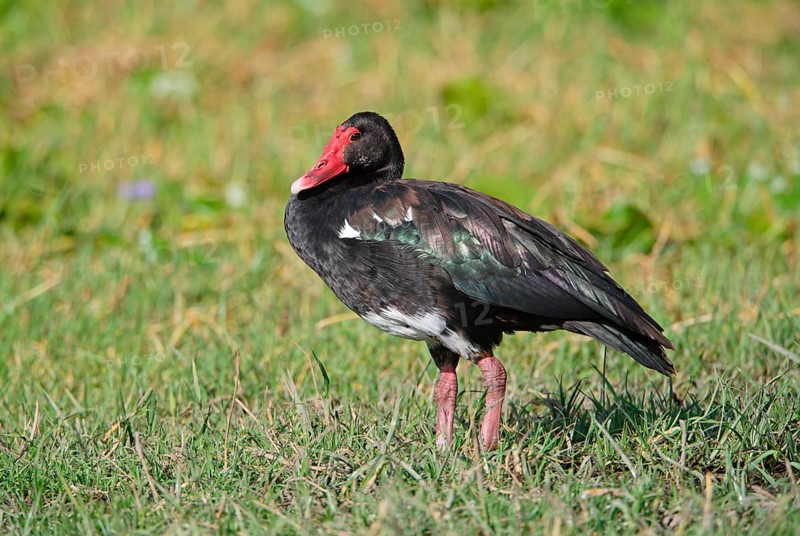 Spur-winged goose