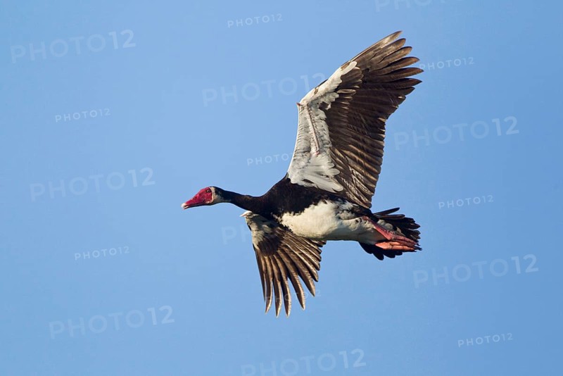 Spur-winged goose