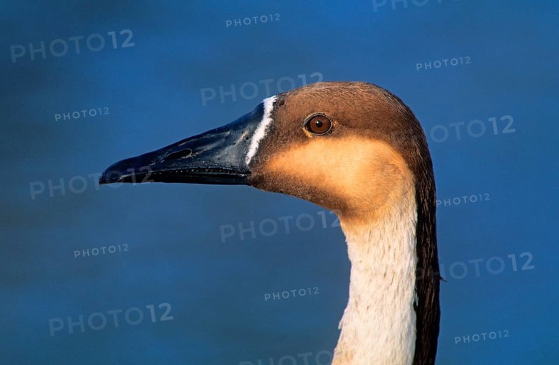 Swan goose