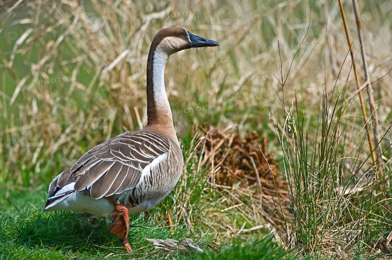 Swan goose