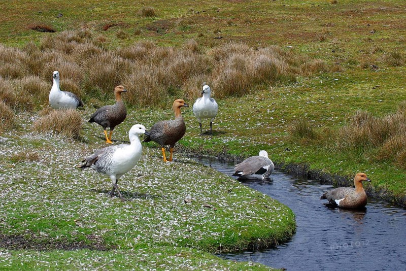 Upland goose