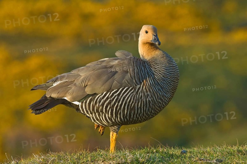 Upland goose