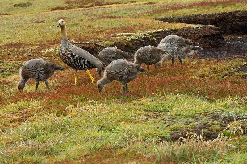 Upland goose