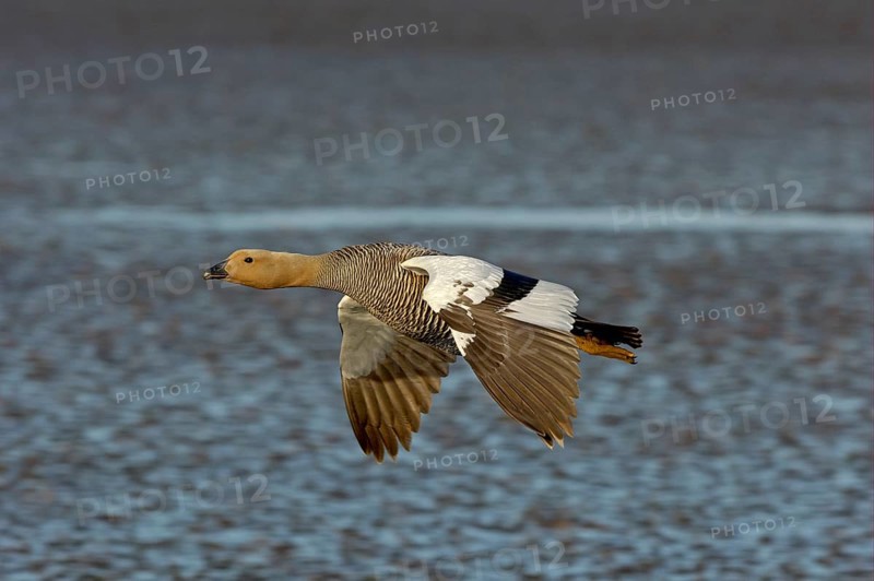 Upland goose