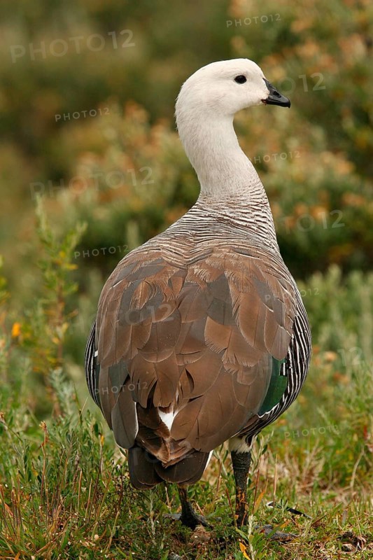 Upland Goose