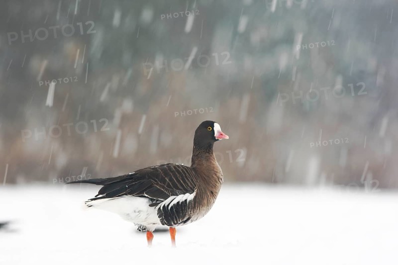 Adult lesser white-fronted goose