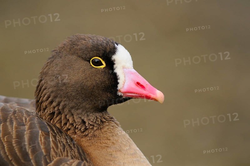 Lesser white-fronted goose