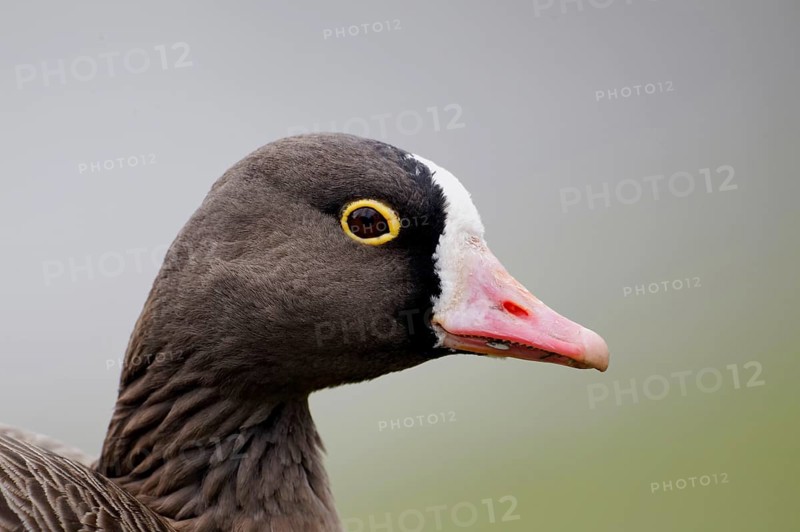 Adult lesser white-fronted goose