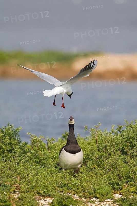 Adult black-headed gull