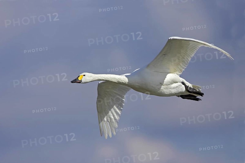 Tundra swan