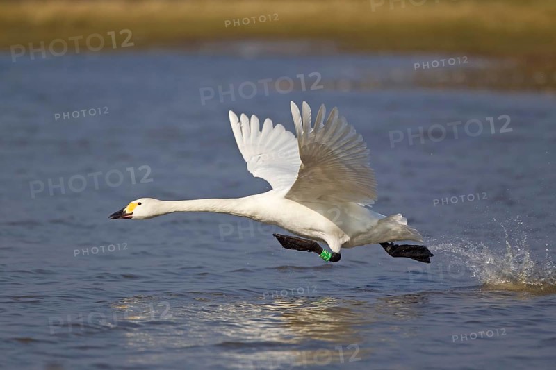 Bewick's Swan