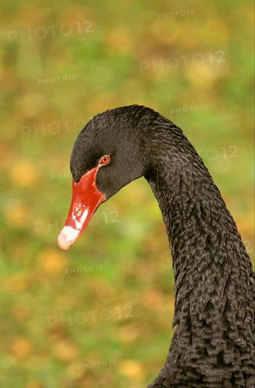 Black swan