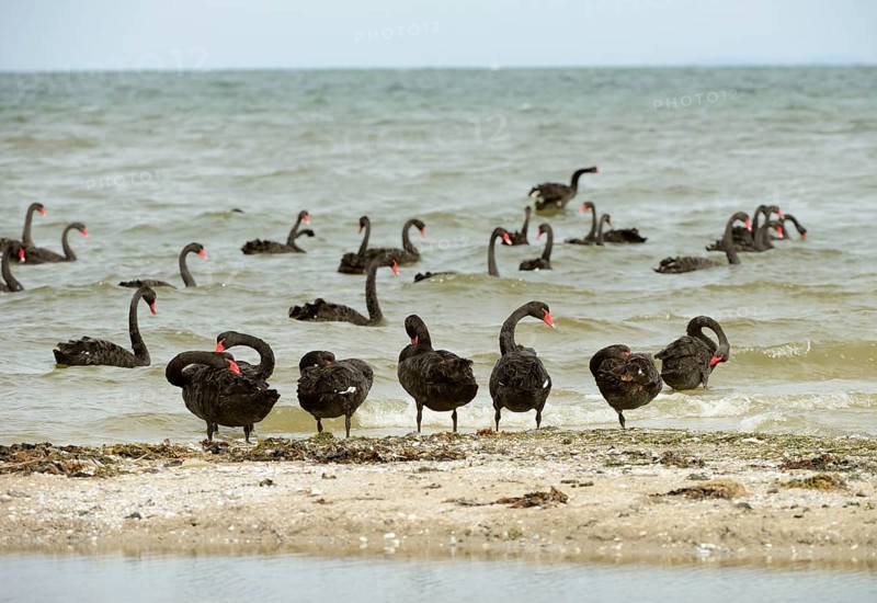 Flock of Black black swan