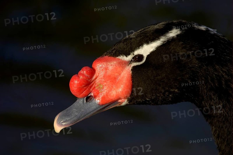 Black-necked swan