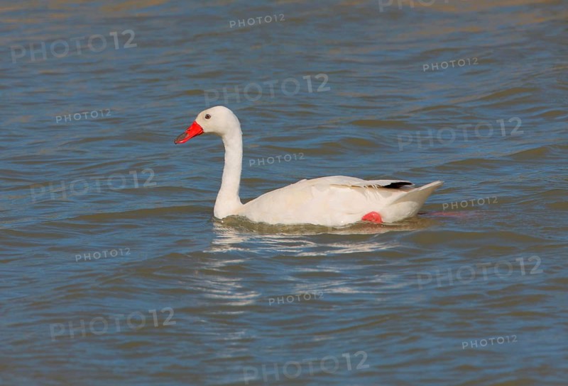 Coscoroba swan