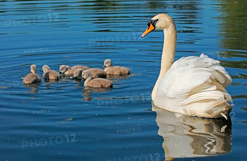 Mute Swan