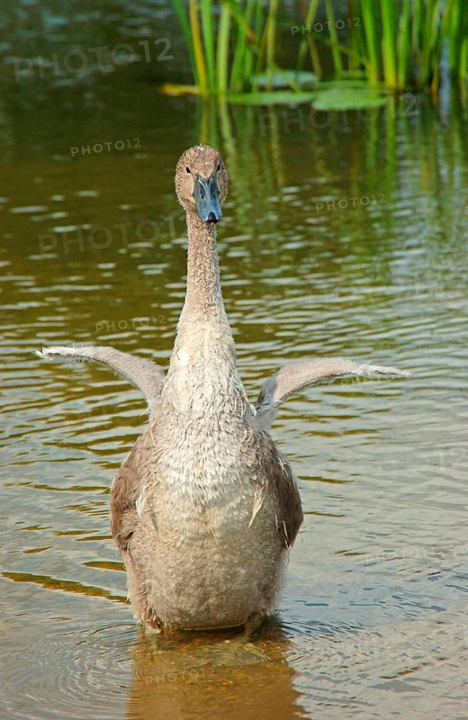 Mute swan