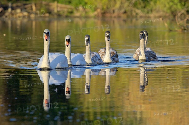 Mute Swan
