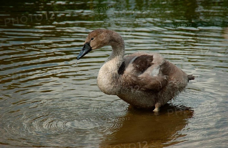 Mute Swan