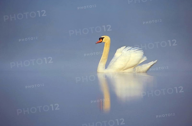 Mute Swan