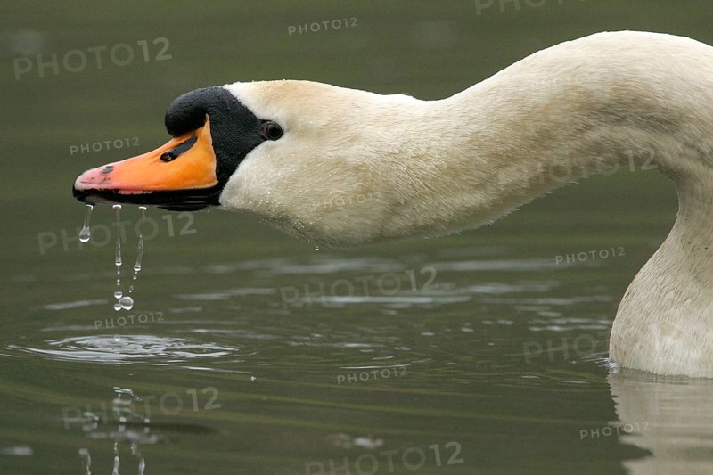 Mute Swan