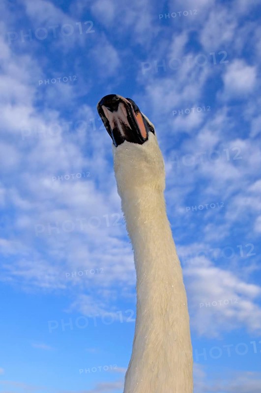 Mute Swan