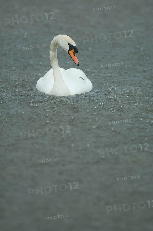 Mute swan