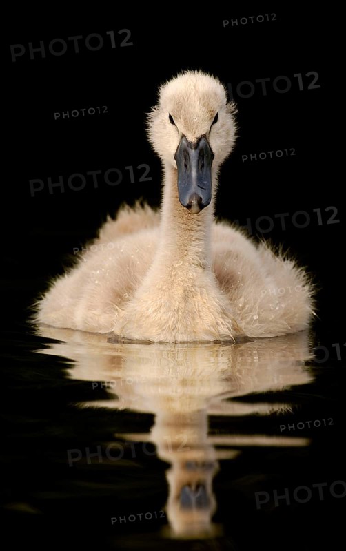 Mute Swan