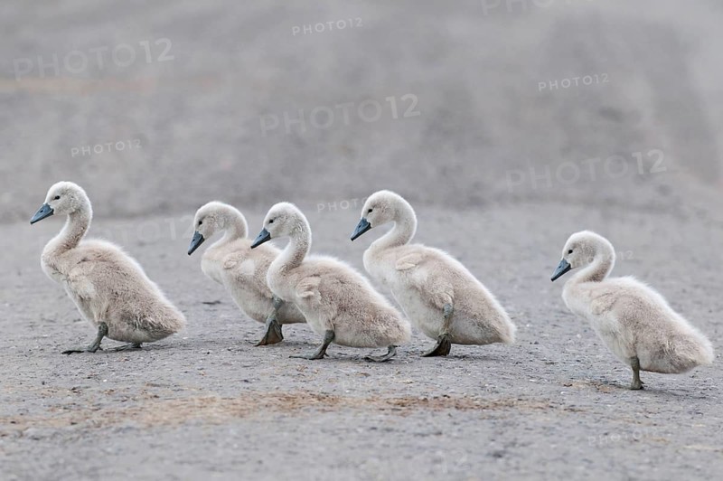 Mute Swan