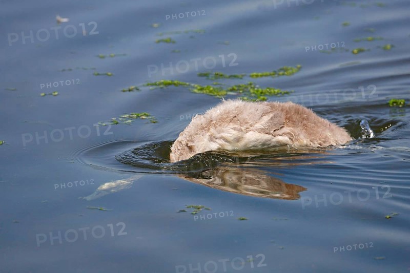 Mute swan