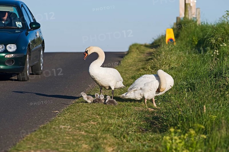 Mute Swan