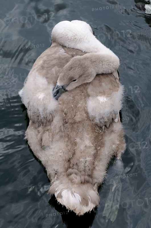 Mute swan