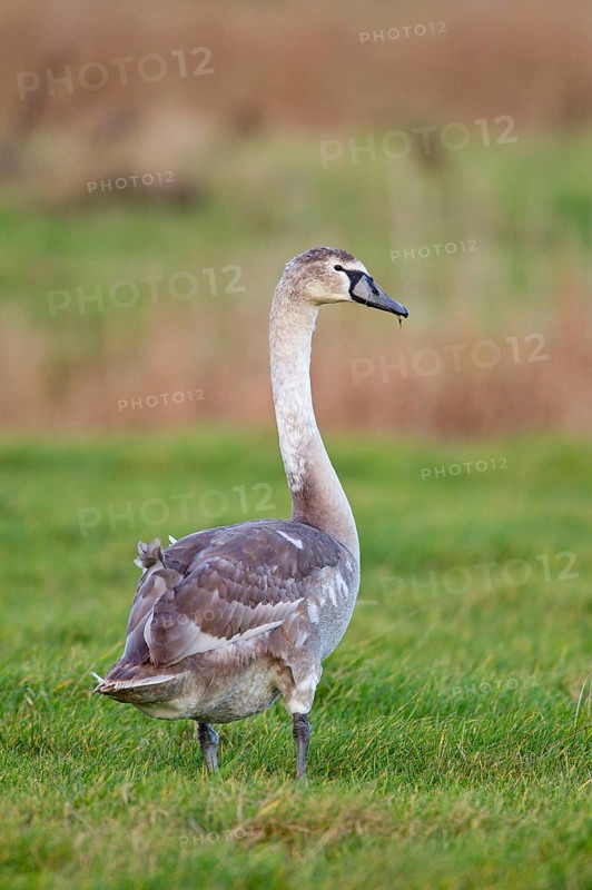 Young mute swan