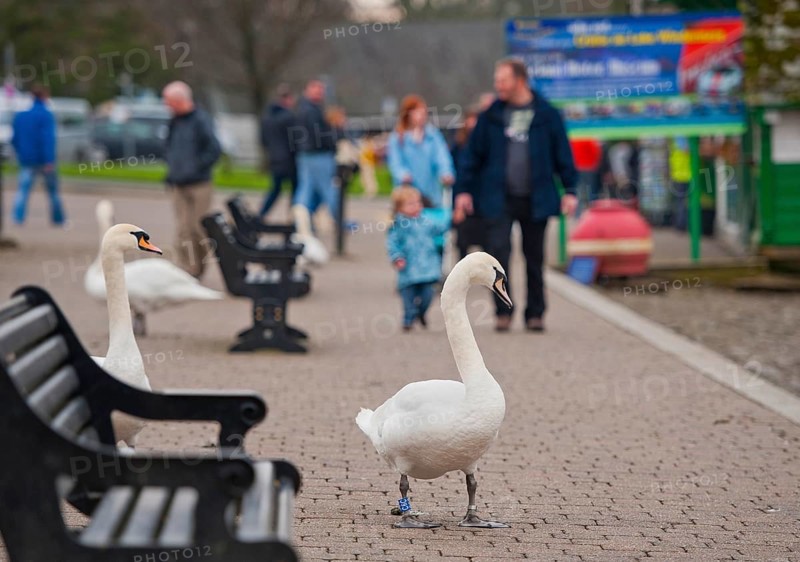 Mute mute swan