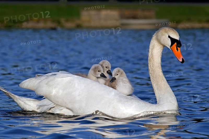 Mute swan