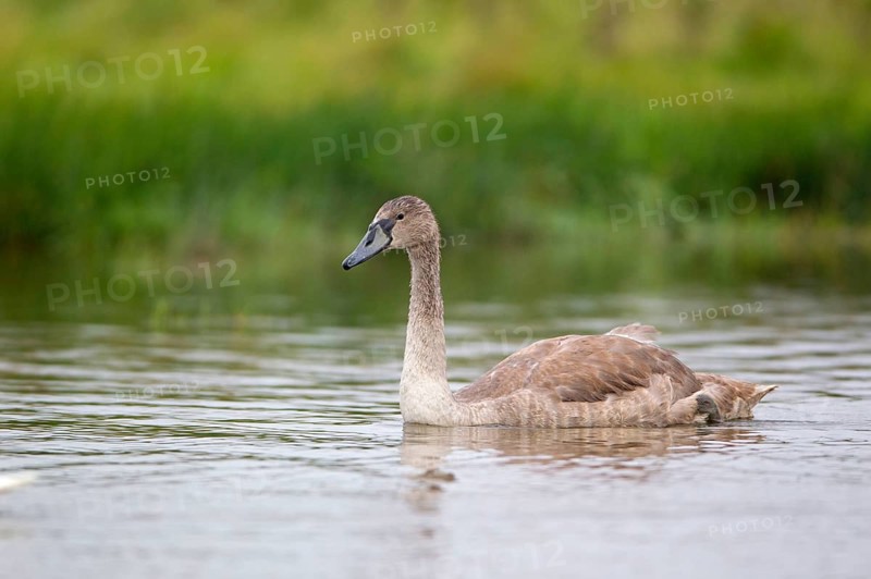 Mute swan